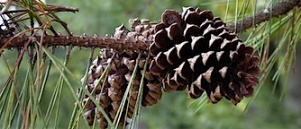 pine-cones.jpg